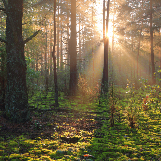 Eco-Therapy: How Nature Supports Mental Health and Wellbeing