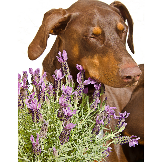 Aromatherapy and Pets: A Safe, Soothing Guide to Essential Oils for Your Furry Friends